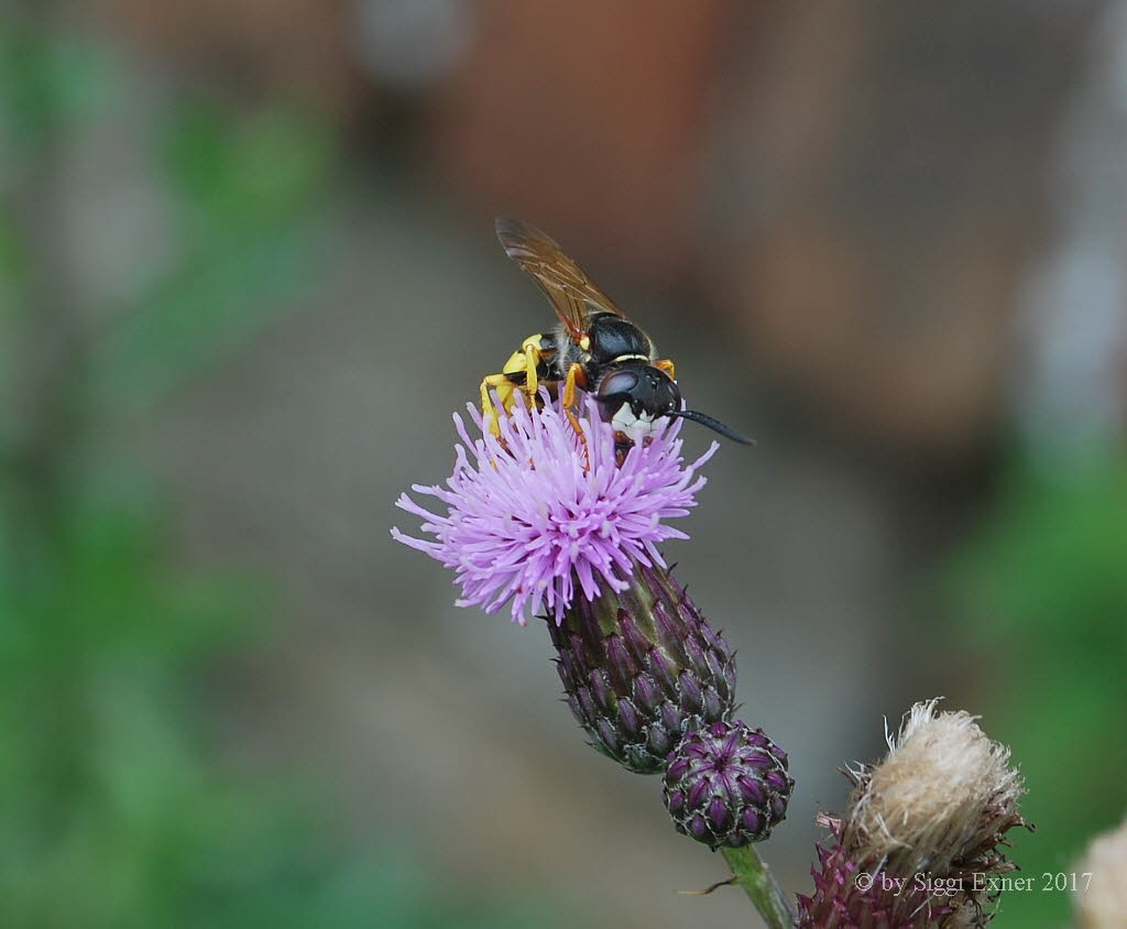 Bienenwolf Philanthus triangulum