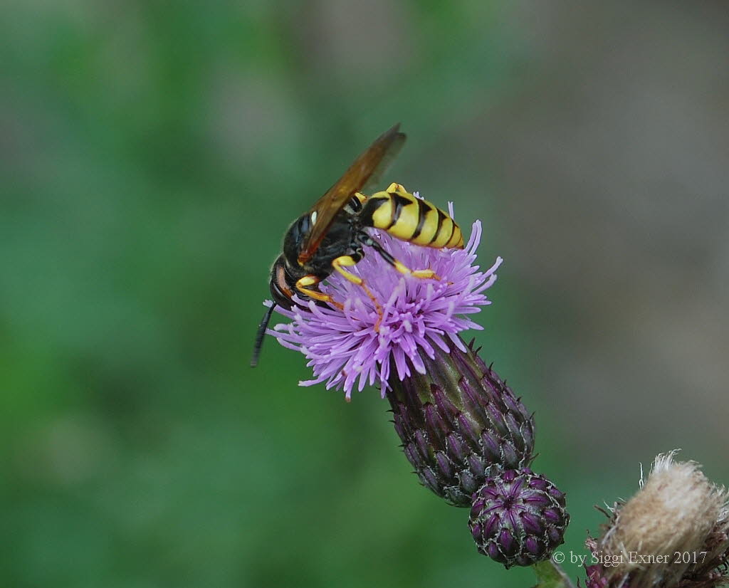 Bienenwolf Philanthus triangulum