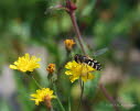 Scaeva pyrastri Blasenkpfige Schwebfliege