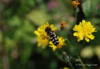 Scaeva pyrastri Blasenkpfige Schwebfliege