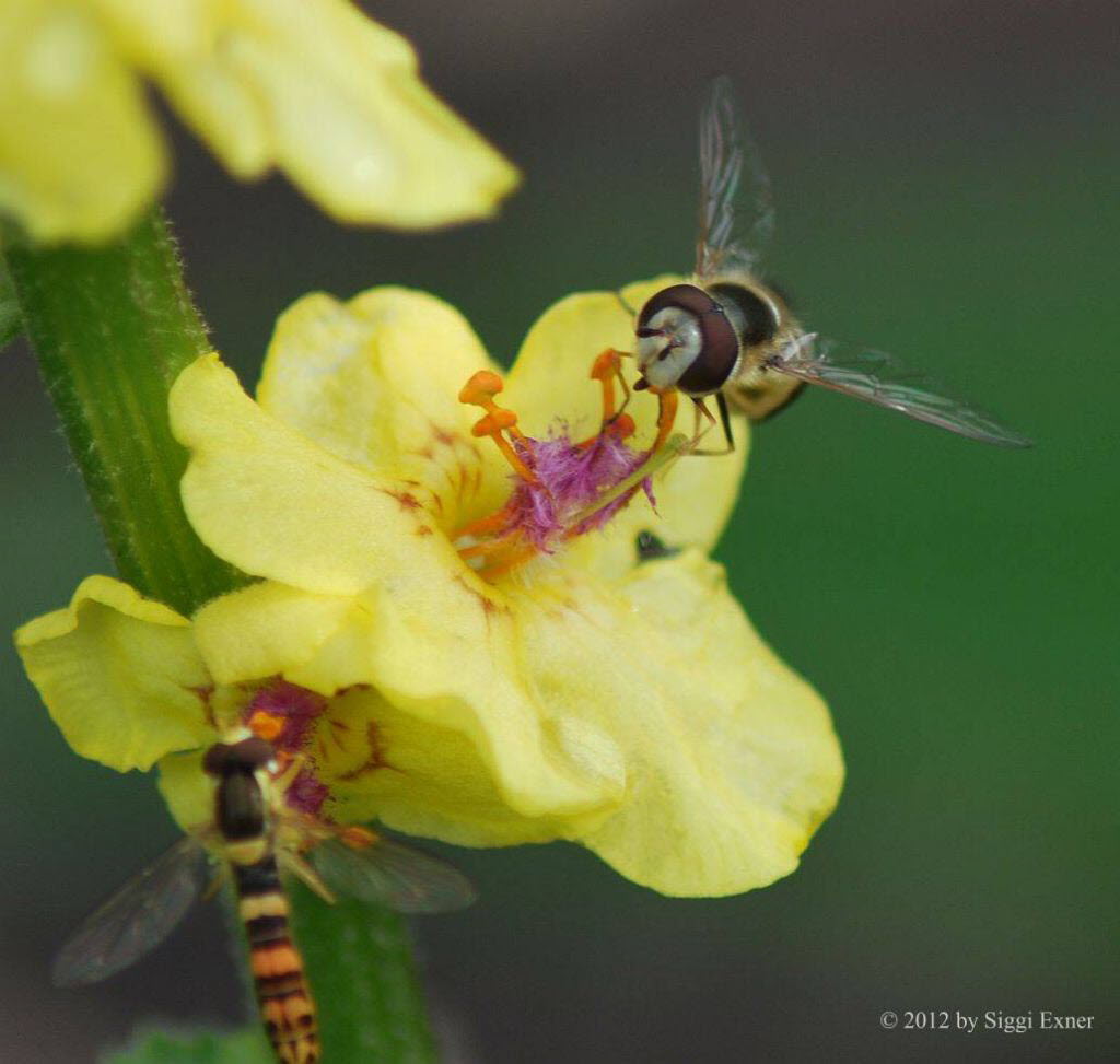 Scaeva pyrastri Blasenkpfige Schwebfliege