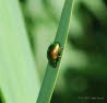 Chrysolina graminis