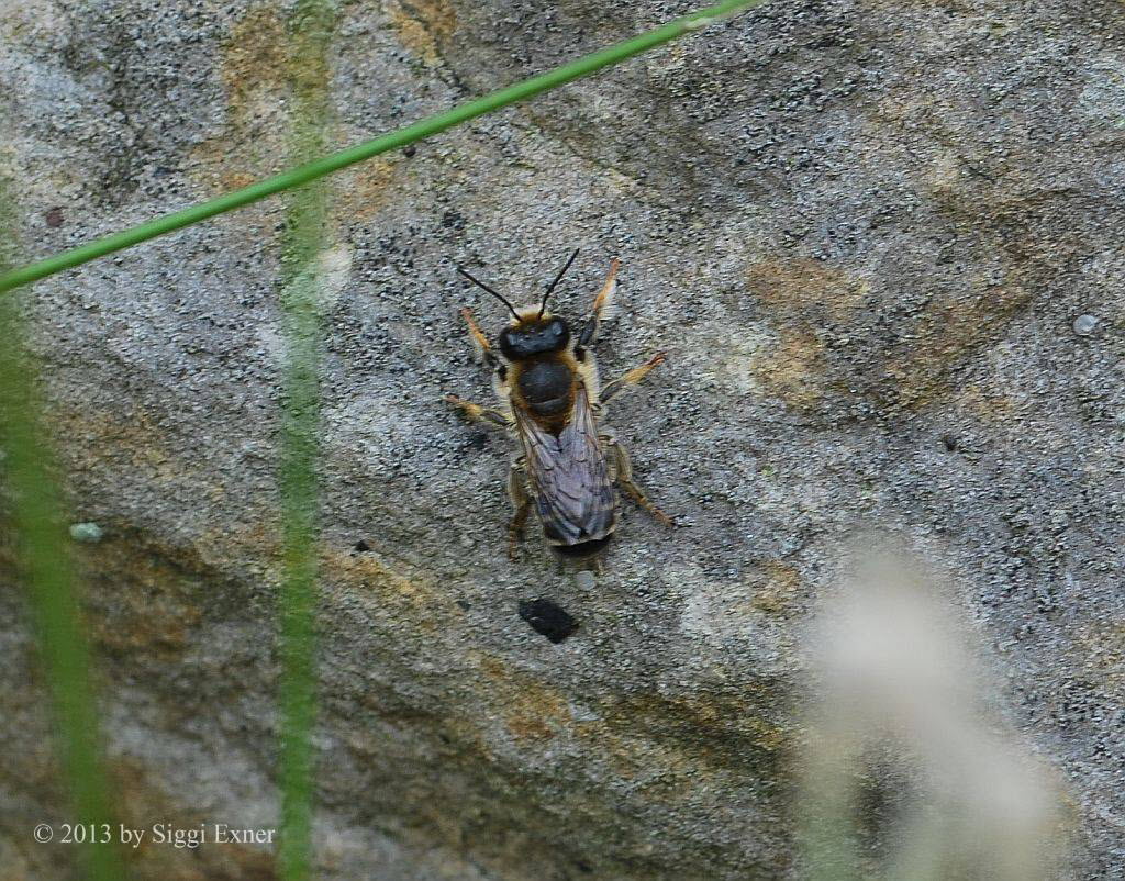 Blattschneiderbiene Megachile cf ericetorum