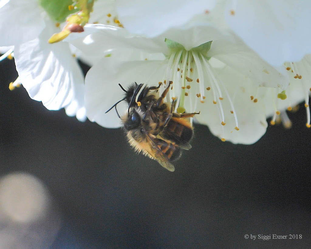 Megachile centuncularis Blattschneiderbiene 