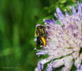 Megachile cf ericetorum Blattschneiderbiene