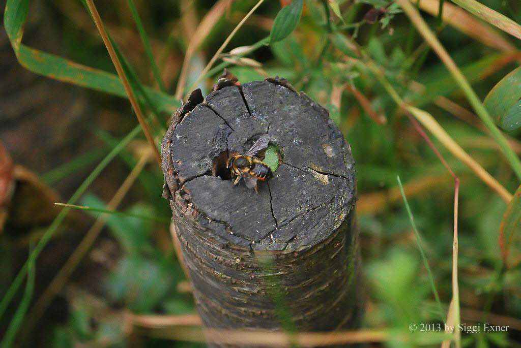 Blattschneiderbiene Megachile centuncularis