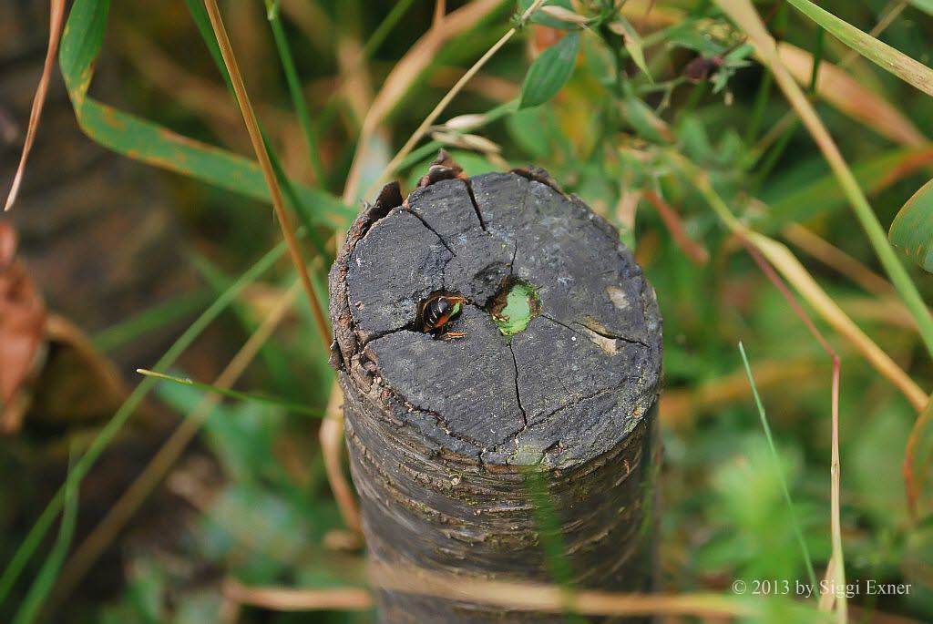 Blattschneiderbiene Megachile centuncularis