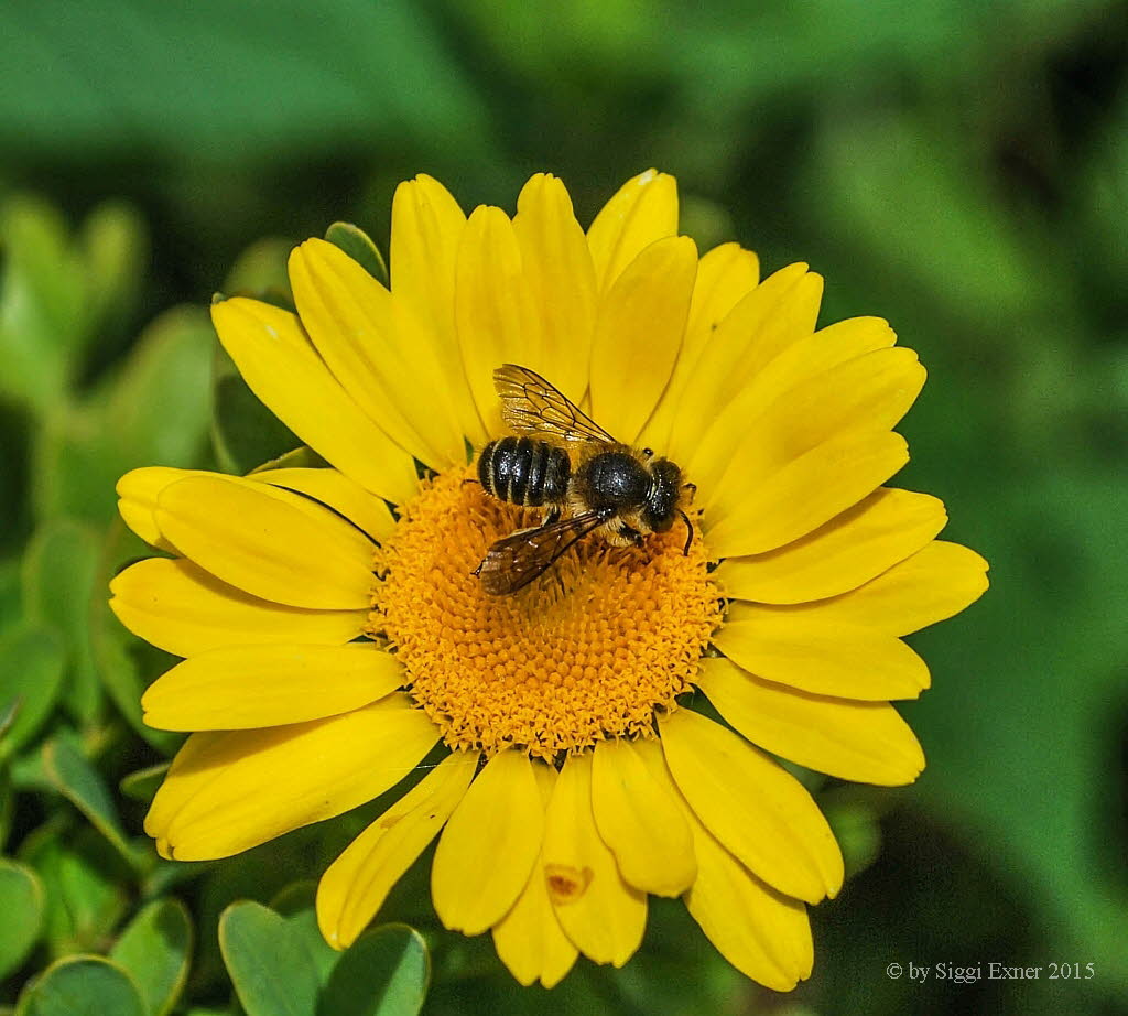 Megachile cf centuncularis Blattschneiderbiene