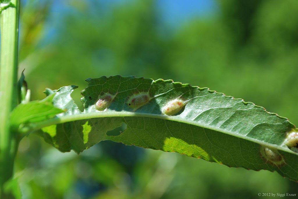 Pontania proxima