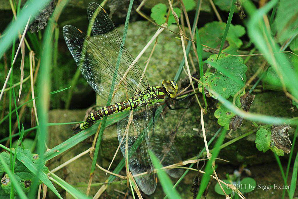 Blaugrne Mosaikjungfer Aeshna cyanea