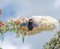 Xylocopa violacea Blaue Holzbiene