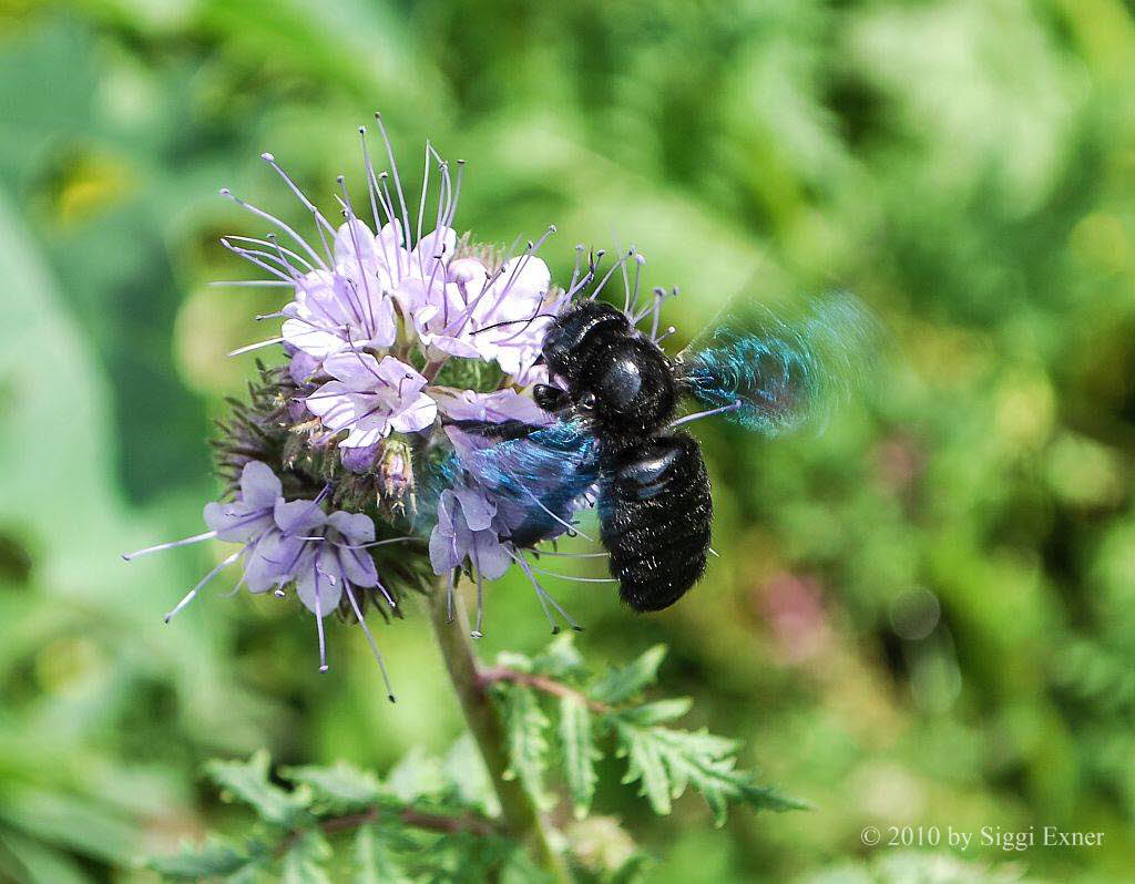 Blaue Holzbiene Xylocopa violacea