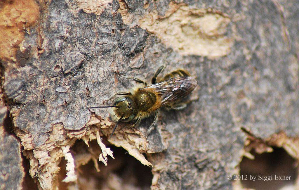 Stahlblaue Mauerbiene Osmia caerulescens