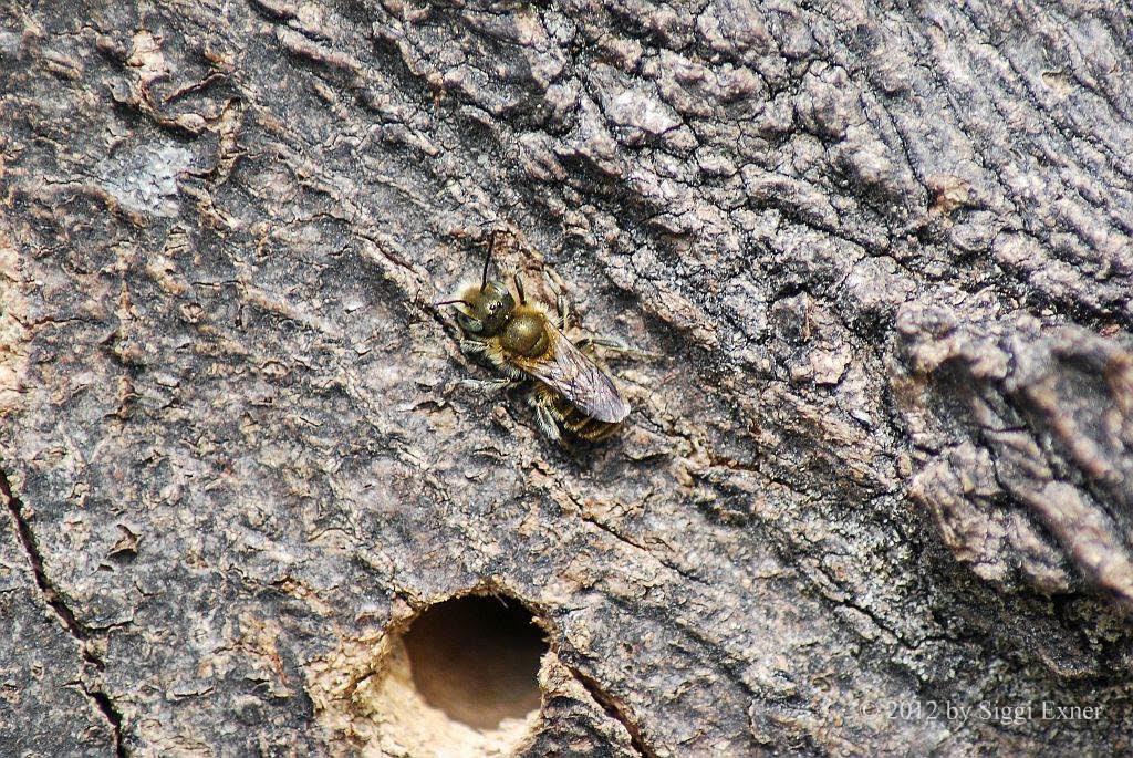 Stahlblaue Mauerbiene Osmia caerulescens