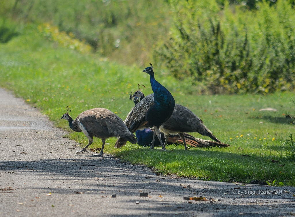 Blauer Pfau Pavo cristatus