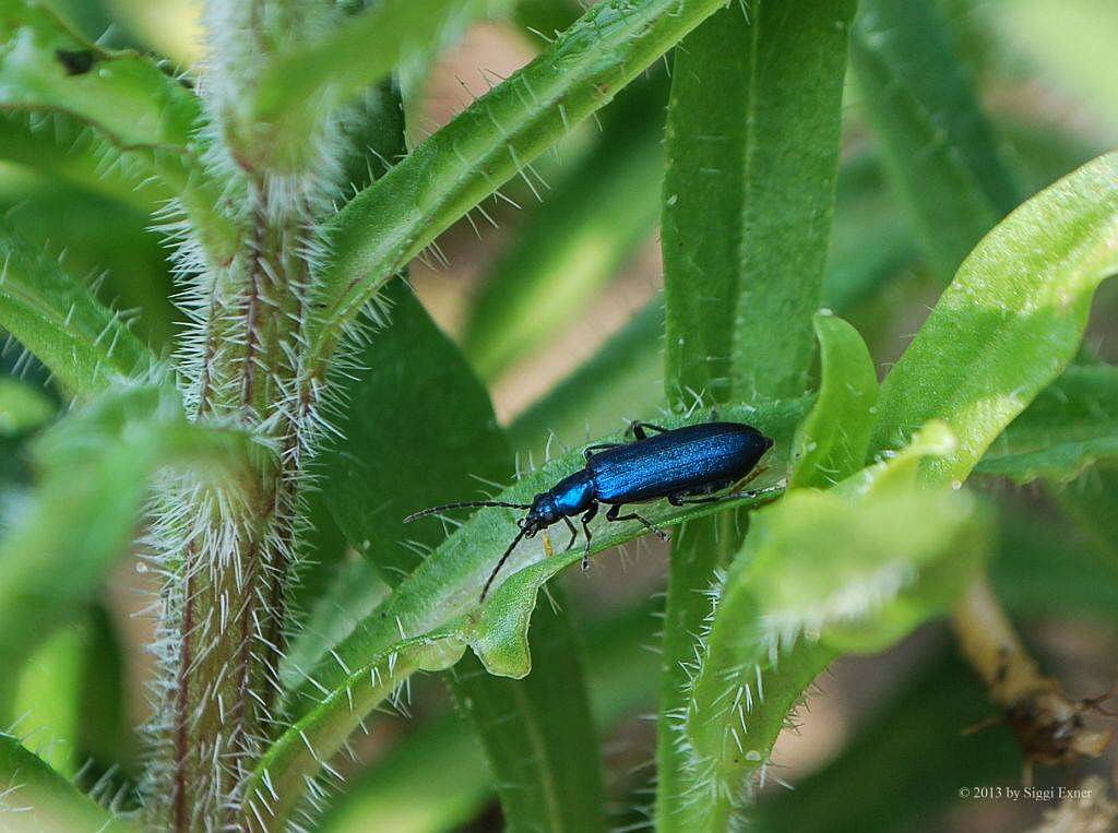 Blauer Scheinbockkfer Ischnomera