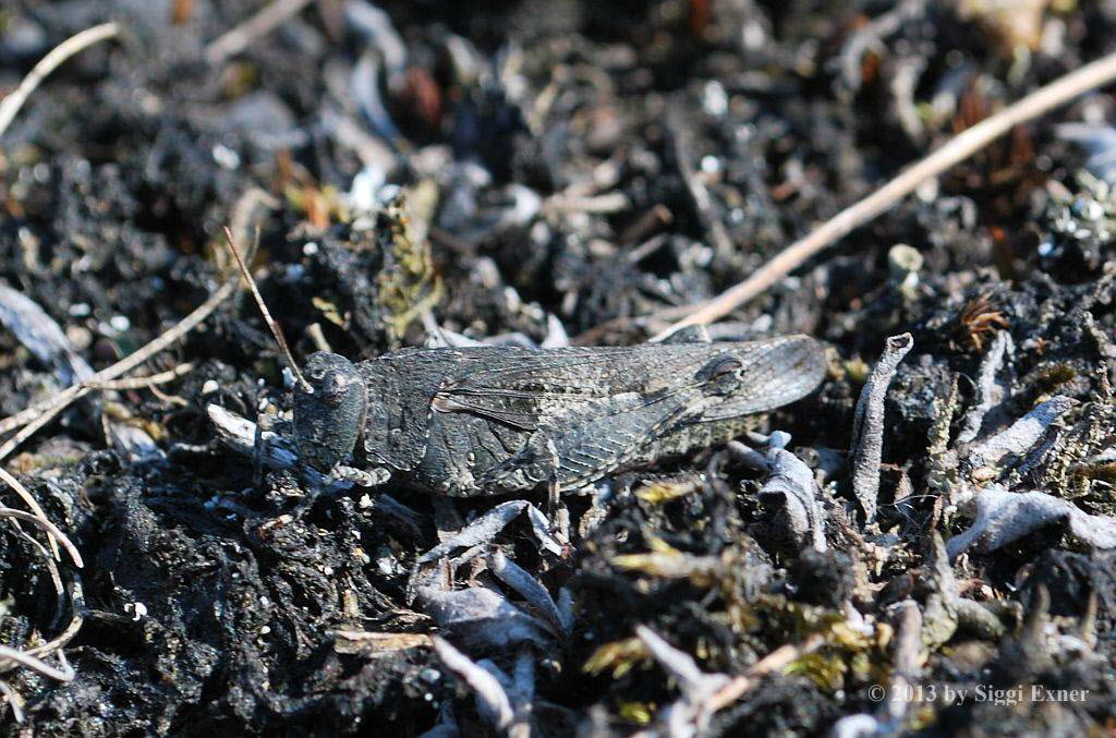 Blauflgelige dlandschrecke Oedipoda caerulescens