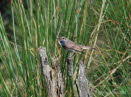 Blaukehlchen Luscinia svecica