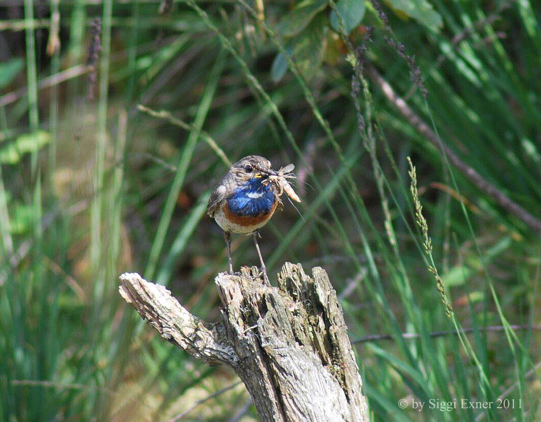 Blaukehlchen Luscinia svecica