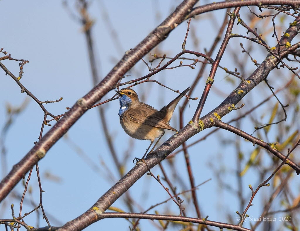 Blaukehlchen Luscinia svecica