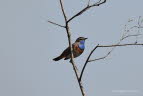 Blaukehlchen Luscinia svecica