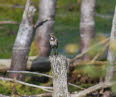 Blaukehlchen Luscinia svecica