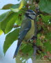 Blaumeise Parus caeruleus