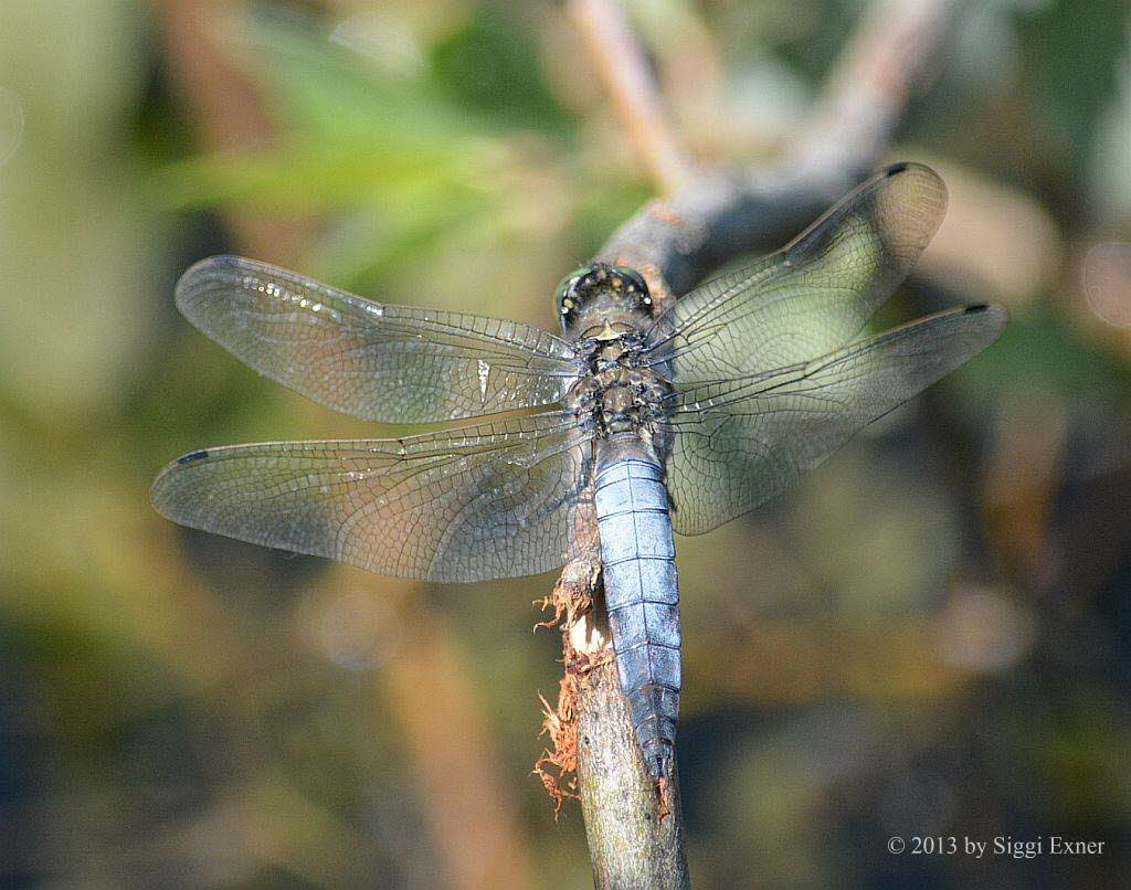 Groer Blaupfeil Orthetrum cancellatum