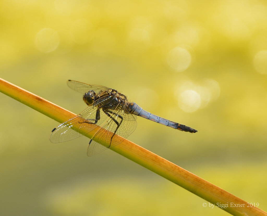 Groer Blaupfeil Orthetrum cancellatum