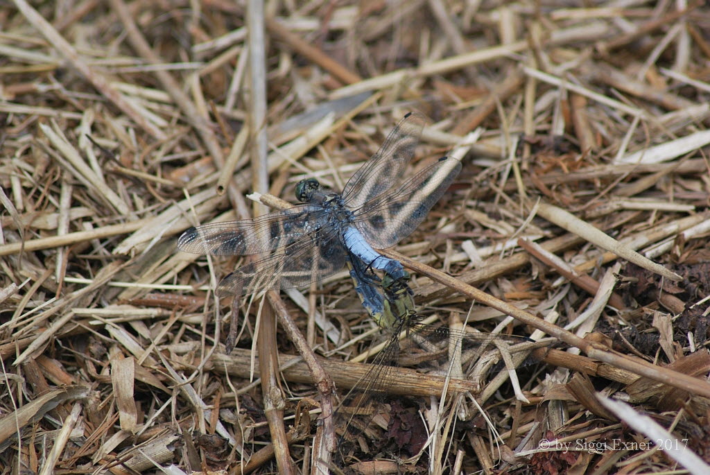 Groer Blaupfeil Orthetrum cancellatum