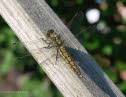 Groer Blaupfeil Orthetrum cancellatum