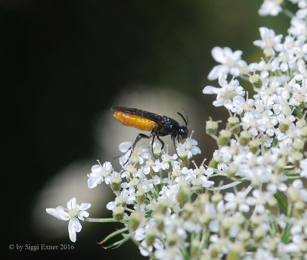 Arge pagana Blauschwarze Rosenbrstenhornblattwespe