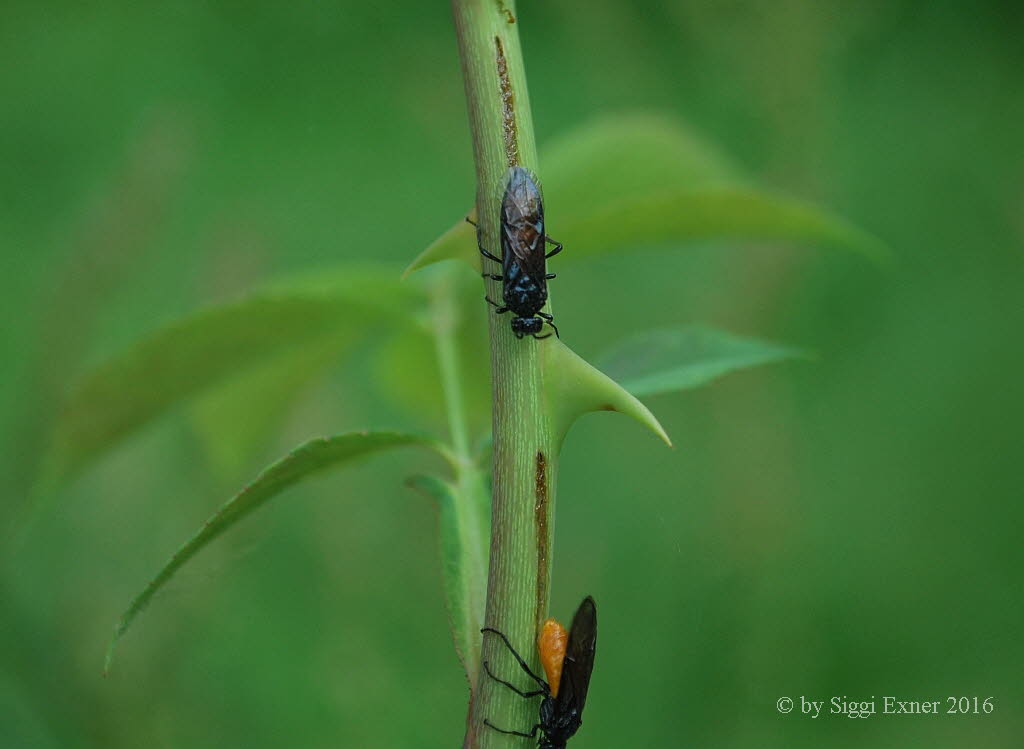 Arge pagana Blauschwarze Rosenbrstenhornblattwespe