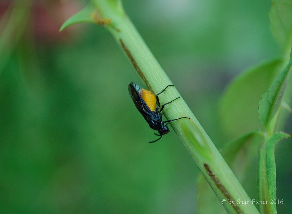 Arge pagana Blauschwarze Rosenbrstenhornblattwespe