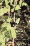 Blauschwarzer Eisvogel Limenitis reducta