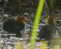 Blsshuhn Fulica atra