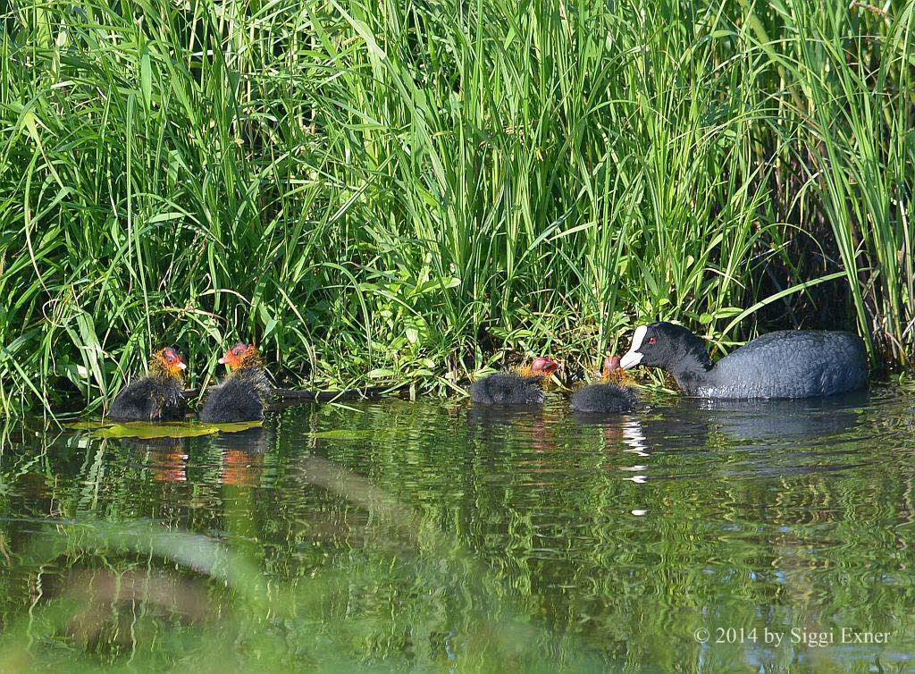 Blsshuhn Fulica atra