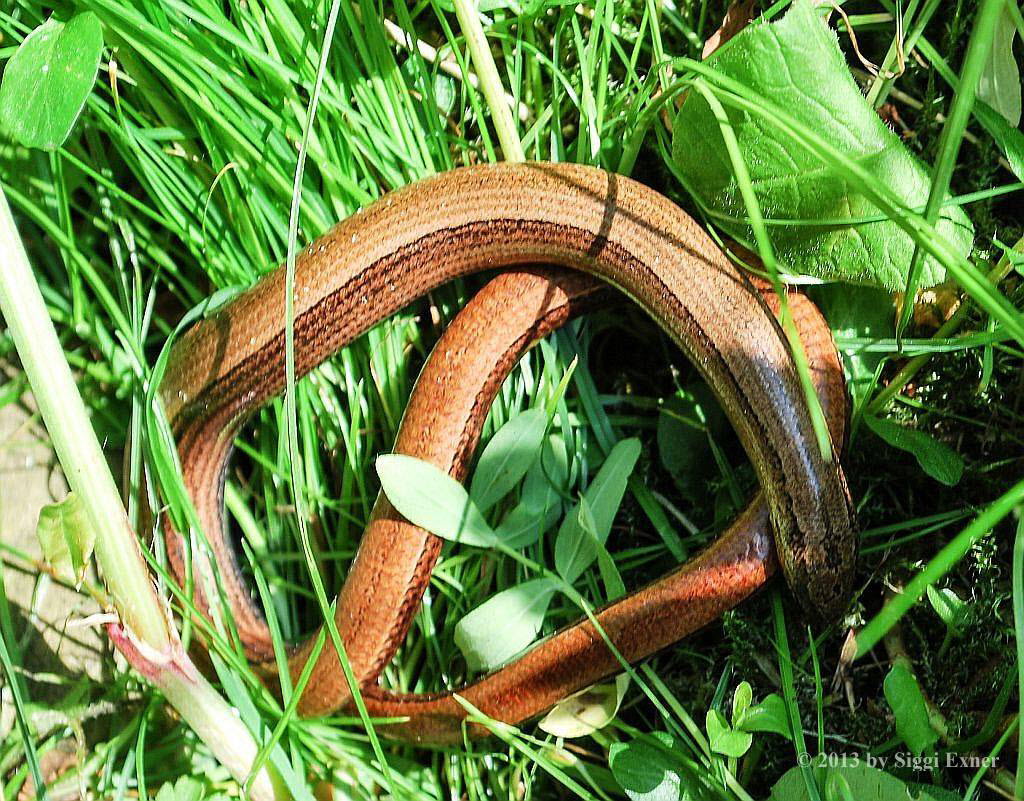 Blindschleiche Anguis fragilis