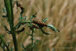 Blutbr Thyria jacobaeae