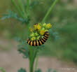 Blutbr Thyria jacobaeae