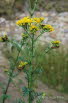 Blutbr Thyria jacobaeae