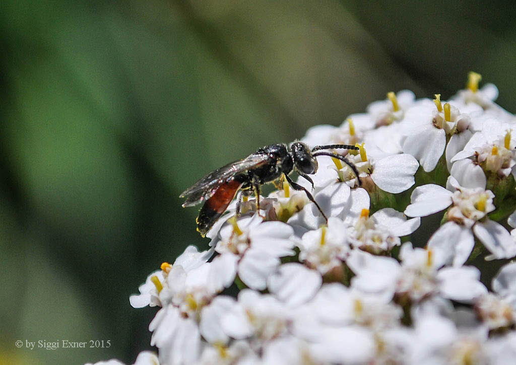 Sphecodes cf gibbus Blutbiene