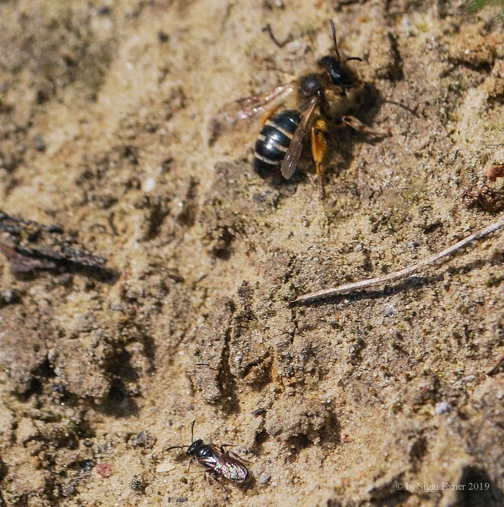 Sphecodes miniatus Blutbiene