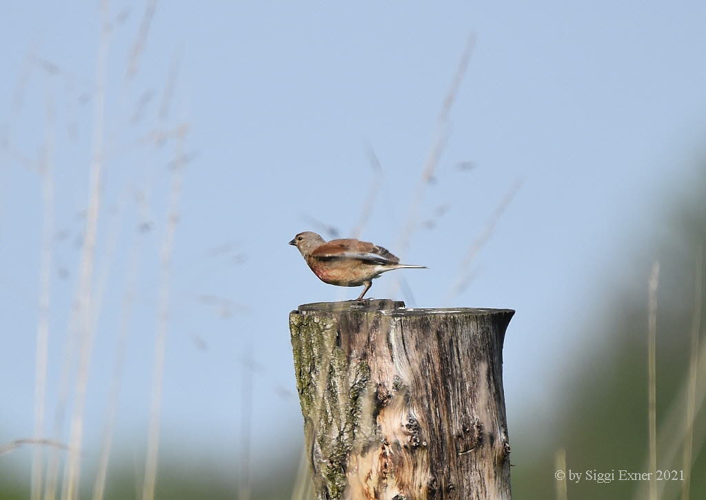 (Blut)hnfling Carduelis cannabina