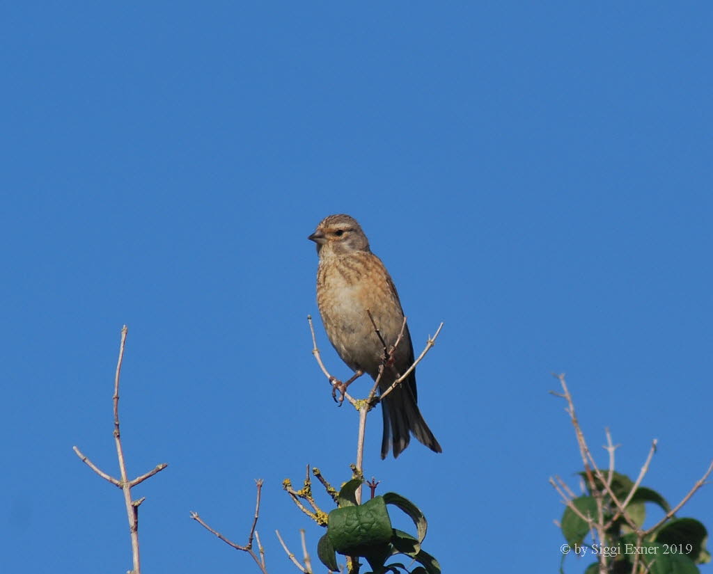 (Blut)hnfling Carduelis cannabina