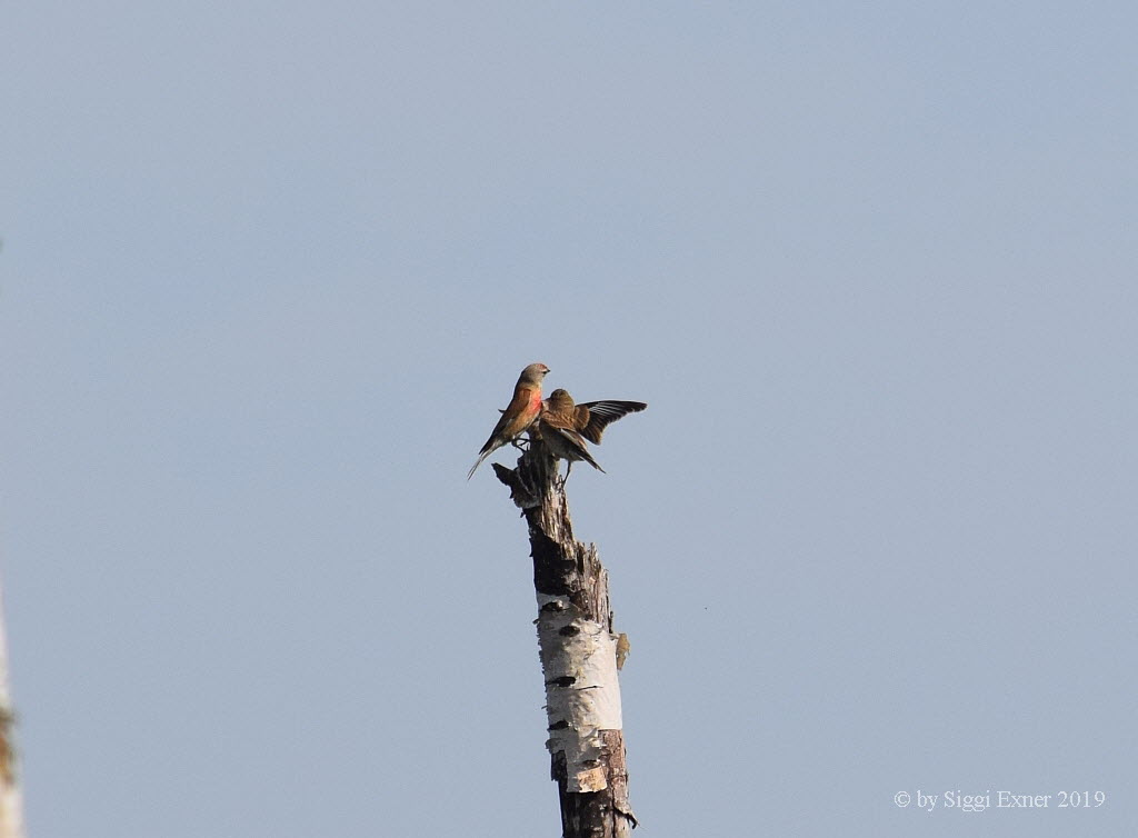 (Blut)hnfling Carduelis cannabina