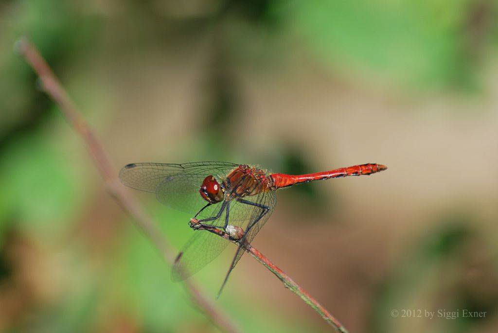 Blutrote-Heidelibelle Sympetrum sanguineum