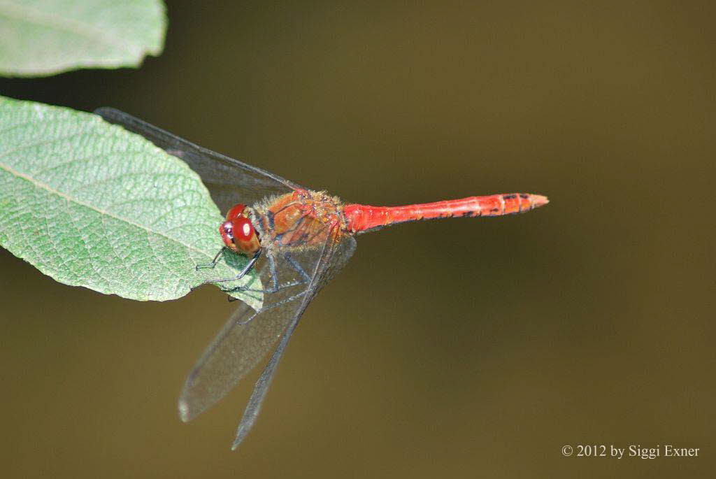 Blutrote-Heidelibelle Sympetrum sanguineum