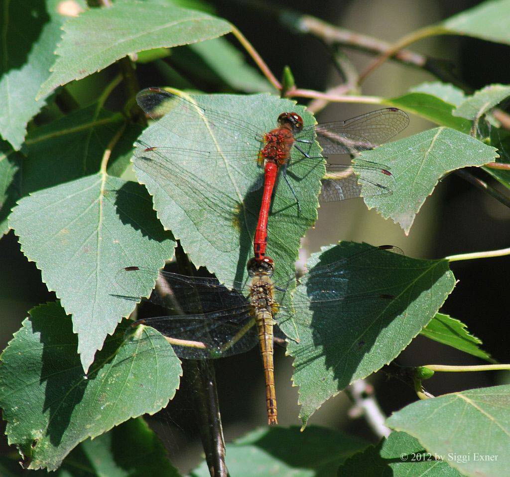 Blutrote-Heidelibelle Sympetrum sanguineum