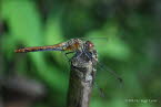 Blutrote-Heidelibelle Sympetrum sanguineum